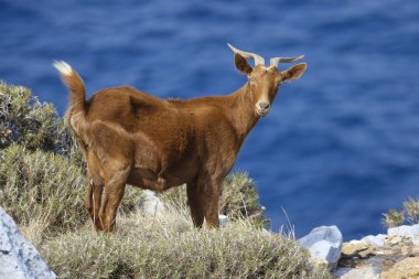 Horned brown goat clipart