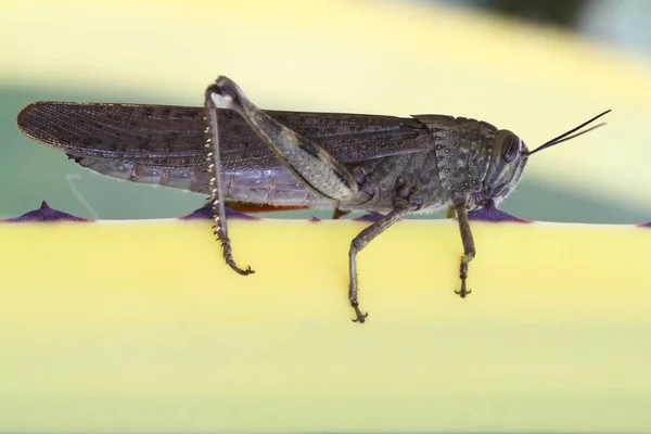 Egyptian locust grasshopper, Anacridium aegyptium is resting — Stock Photo, Image
