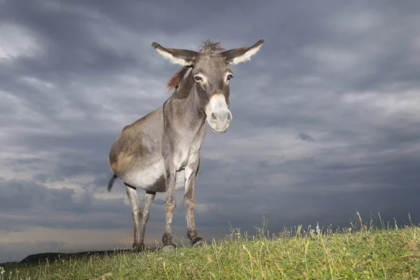 Donkey on the  meadow on overcast day — Stock Photo, Image