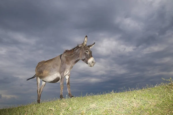 阴天的草地上驴 — 图库照片