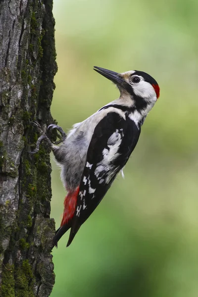 Männlicher Syrienspecht, dendrocopos syriacus — Stockfoto