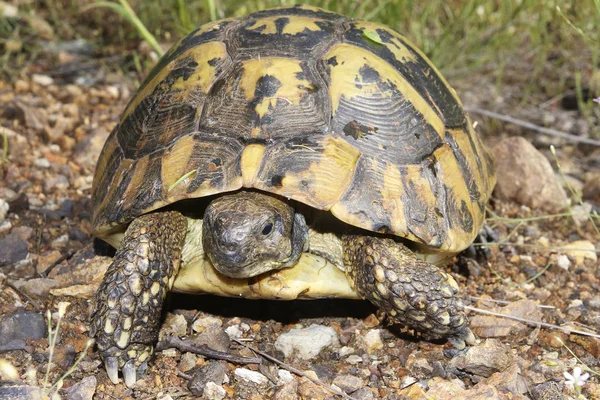 Hermann's tortoise, Testudo hermanni — Stock Photo, Image