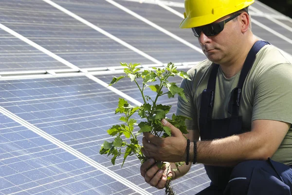 Green energy, engineer is holding  plant near solar panel