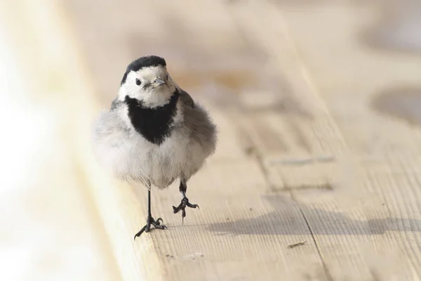 Konipas bílý, zpěvný pták Motacilla alba — Stock fotografie