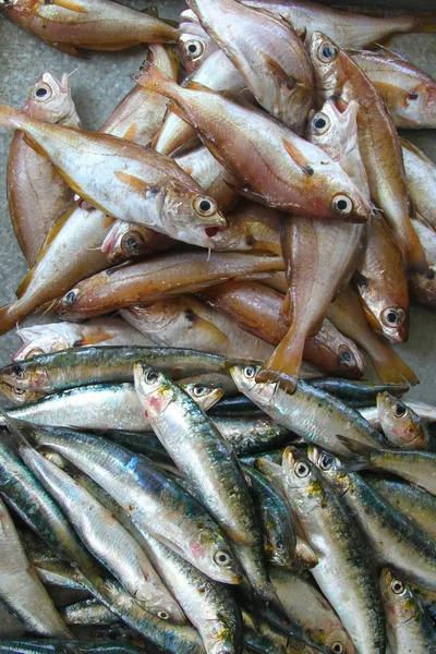 Frischer Sardinenfisch auf dem Markt. Meeresfrüchte Hintergrund — Stockfoto