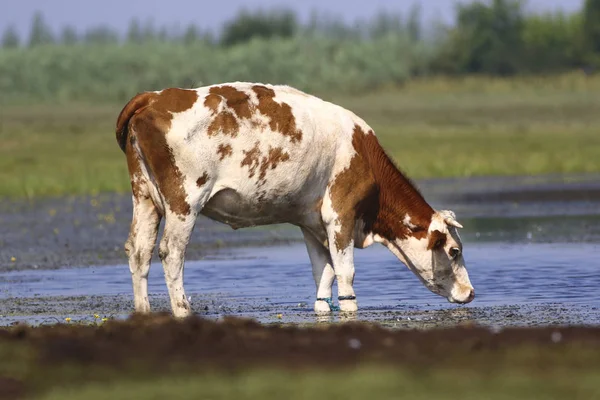 Brązowe krowy wody pitnej — Zdjęcie stockowe