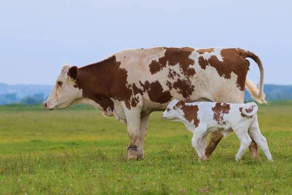 Vaca e vitelo castanhos — Fotografia de Stock