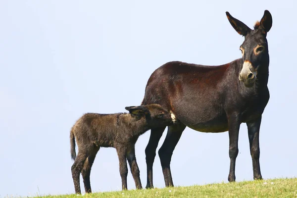 Mère noire et bébé âne — Photo