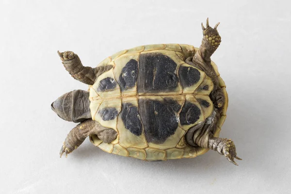 Ανήμπορος χελώνα στην πλάτη — Φωτογραφία Αρχείου