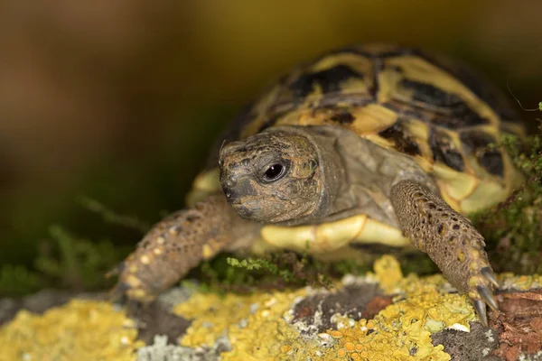 Hermann's tortoise, Testudo hermanni in nature — Stock Photo, Image