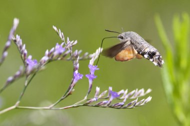 Sinek kuşu Şahin-güve bir çiçek üzerinde asılı