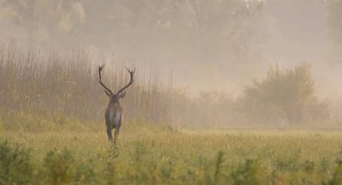 Kırmızı sevgili sonbahar sisli gün çalışan