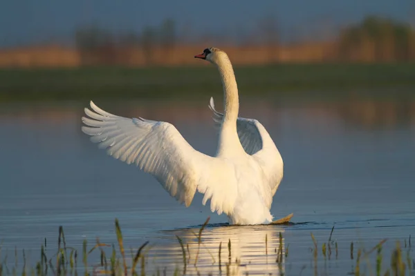 Mute swan in the lake — Stock Photo, Image