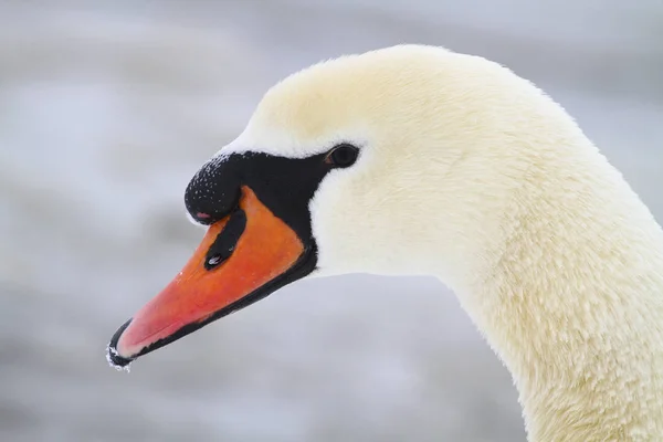 Portrait of Mute swan — Stock Photo, Image