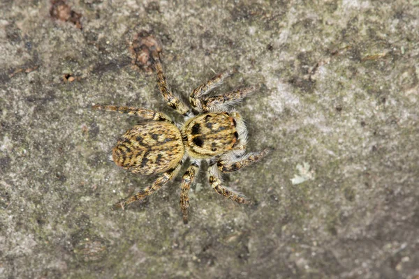 Jumping spider Carrhotus xanthogramma — Stock Photo, Image