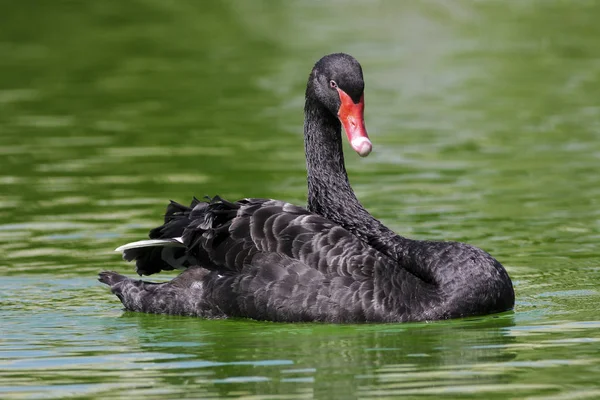 Black swan Cygnus astratus — Stock Photo, Image