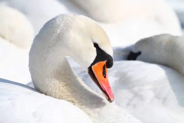 Mute swan resting in the flock — Stock Photo, Image