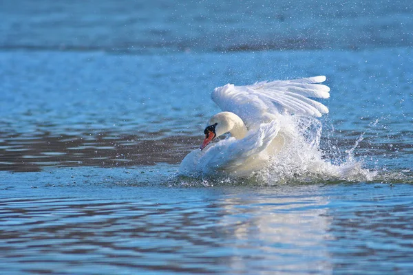 Mute swan bathing in the lake — Stock Photo, Image