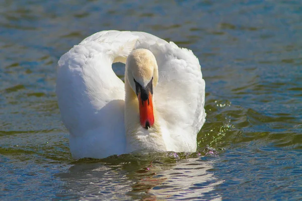 Hombre Mute cisne Cygnus olor deslizándose por el estanque —  Fotos de Stock