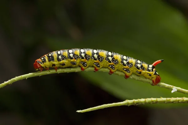 Wilczomlecz Hawk ćma caterpillar, Hyles euphorbiae — Zdjęcie stockowe