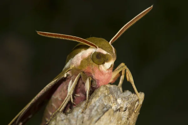 Portret Wilczomlecz hawk ćma Hyles euphorbiae — Zdjęcie stockowe