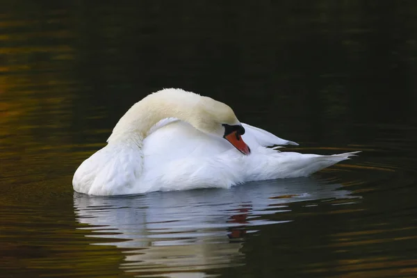 Mute  swan is cleaning — Stock Photo, Image