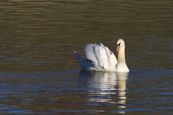 Mute swan Cygnus olor swiming in the lake — Stock Photo, Image
