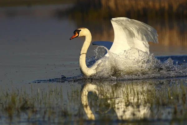 Mute Swan  Cygnus olor lands on the pond — Stock Photo, Image