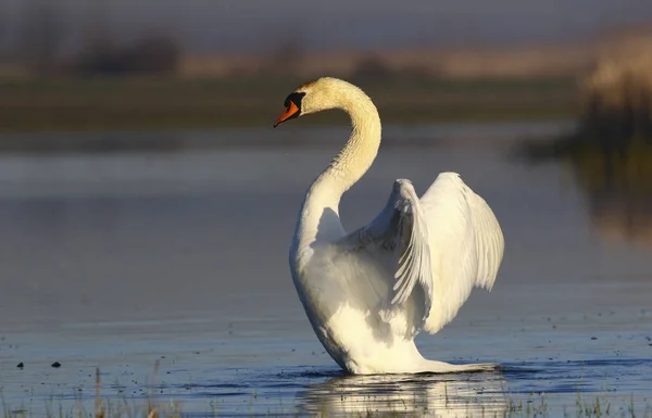 Mute Swan Lands On The Water — Stock Photo, Image