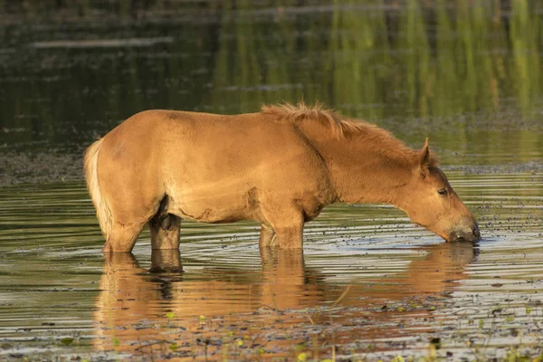 Sauerampfer Pferd Trinkwasser — Stockfoto