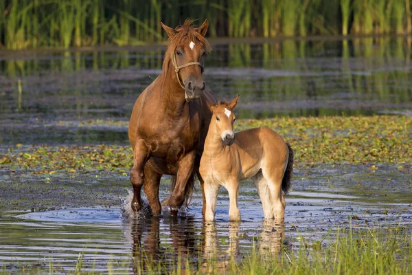 Szczaw konia i źrebię — Zdjęcie stockowe