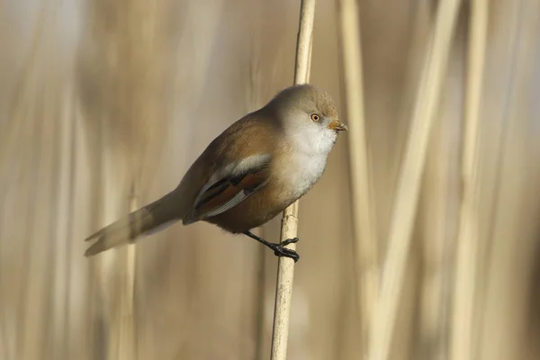 Γενειοφόρος parrotbill Panurus biarmicus γυναίκα — Φωτογραφία Αρχείου