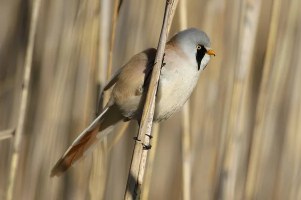 Parrotbill Brodaty mężczyzna — Zdjęcie stockowe