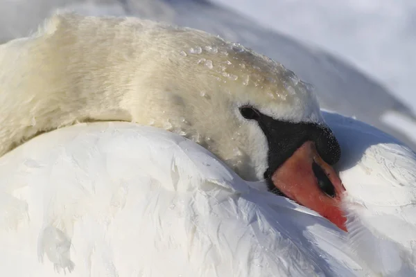 Frozen Mute swan, Cygnus olor — Stock Photo, Image