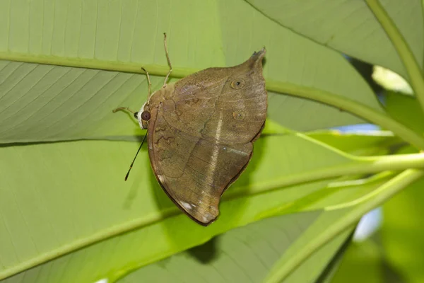 Doleschallia bisaltide, φθινόπωρο φύλλα πεταλούδα — Φωτογραφία Αρχείου