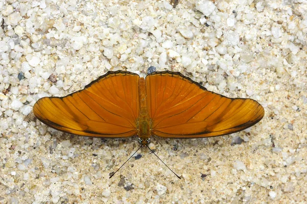 Julia kelebek, Julia heliconian