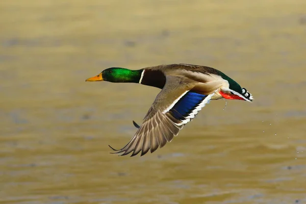 Canard colvert mâle en vol — Photo