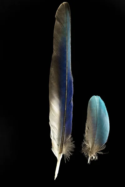 Zwei Federn der Purpurroller coracias noevlus — Stockfoto
