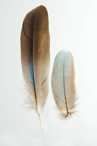 Два перья европейского роллера Caracius garrulus — стоковое фото