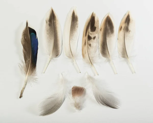 Nove penas de Pássaro de pato Mallard — Fotografia de Stock