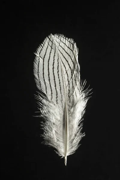Feather of Silver pheasant Lophura nycthemera bird — Stock Photo, Image