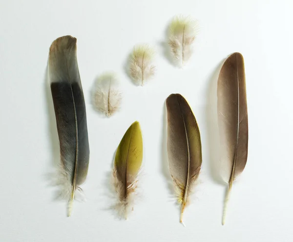 Feathers of Treron waalia Bruces green pigeon — Stock Photo, Image