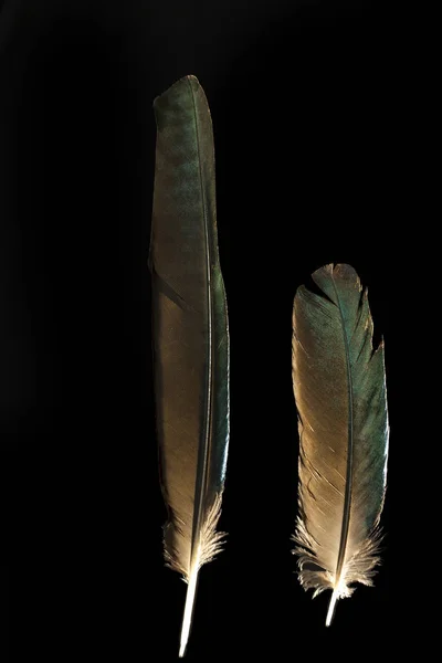 Two feathers of long-tailed glossy starling  Lamprotornis caudat — Stock Photo, Image