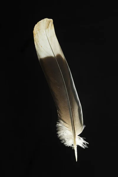 Feather of Treron waalia Bruces green pigeon — Stock Photo, Image