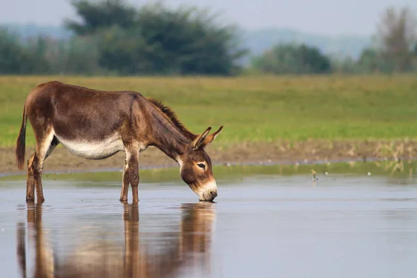 Fertile donkey drinking water
