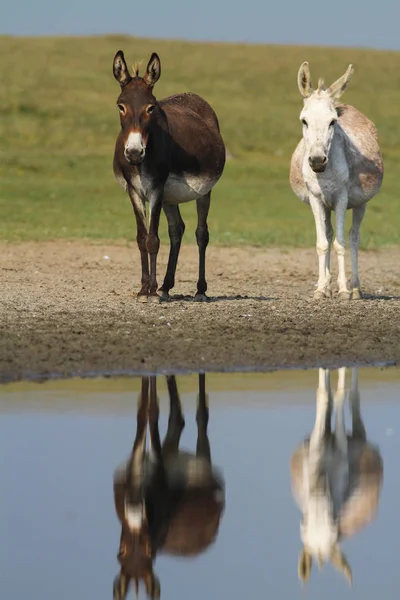 Two donkeys on a watering place