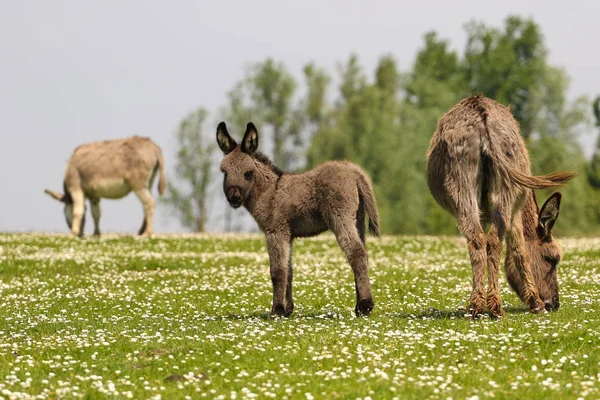 Mère et nouveau-nés ânes — Photo