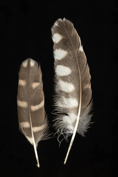 Pequena coruja, Athene noctua — Fotografia de Stock