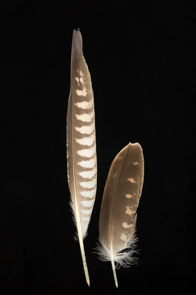Zwei Federn des Saker-Falken, Falco-Kirschteppich — Stockfoto