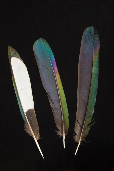 Feathers of Magpie, Pica pica — Stock Photo, Image